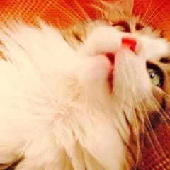 chumbaroo