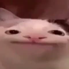 Puumeri