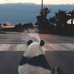 CheBoiColin
