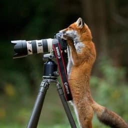 LordFox_