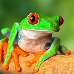 AngryFrog135