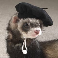 FunkyFerret