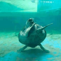 Turtlelelee