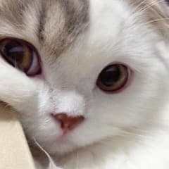 Imnoturbaby