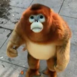 yaboijin