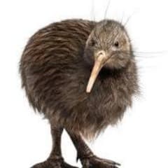 --Kiwi--