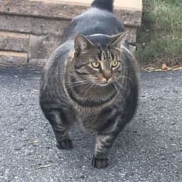 catsmad