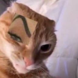 DocDoum