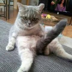 PURRMONSTER