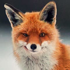 WildOsk