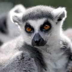 lemurkb9