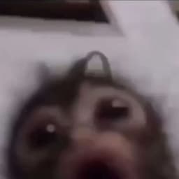 Dacemod666