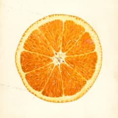 NoT_OrAnGe