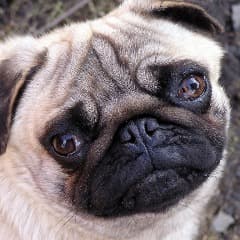 MOPS323