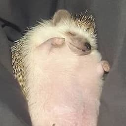 Hizimii
