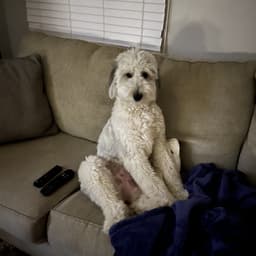 Bulletofdoom