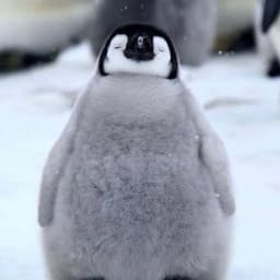 Bojengels