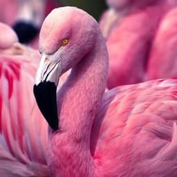 flamingo0444