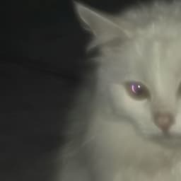 Saykii_