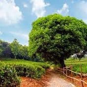 Natureee