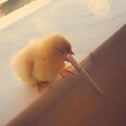 BirdCigar
