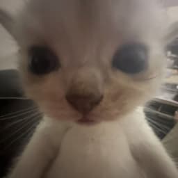Kleeo_