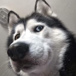 Tiltsuu