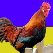Chicken_B0B