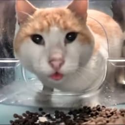 Akakow