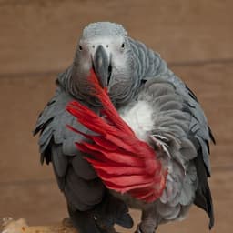 katjakrek