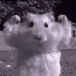 Gizmo_n
