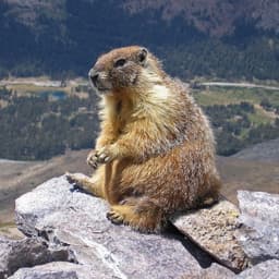 H25MARMOT