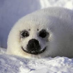 harpseal2