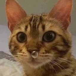 kaziee