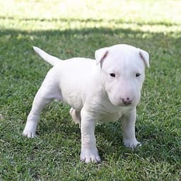 Bulltercito