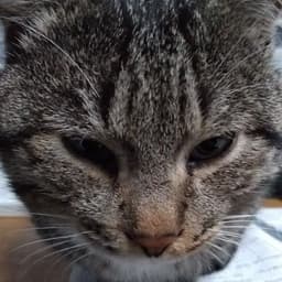 OKATANUSl