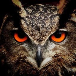 ___OWL__