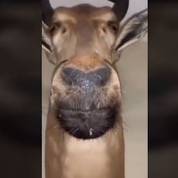 joasemfr