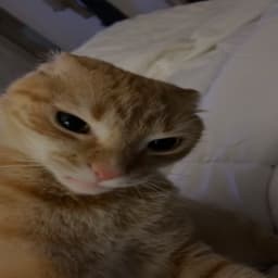 SpaydixDD