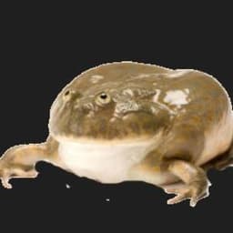 _Lorium_