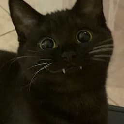Meow_Faix
