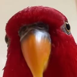 ZarVarvar