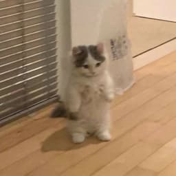hellobrowtf