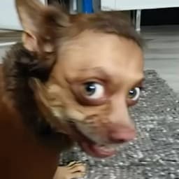 siskieb