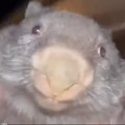 PAIIIuD