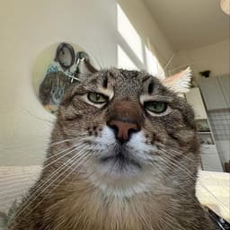 mentalface