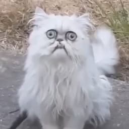 Runnerdoura