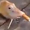 losercsgo