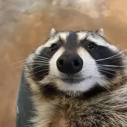kappicooper