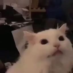 God_0f_cat